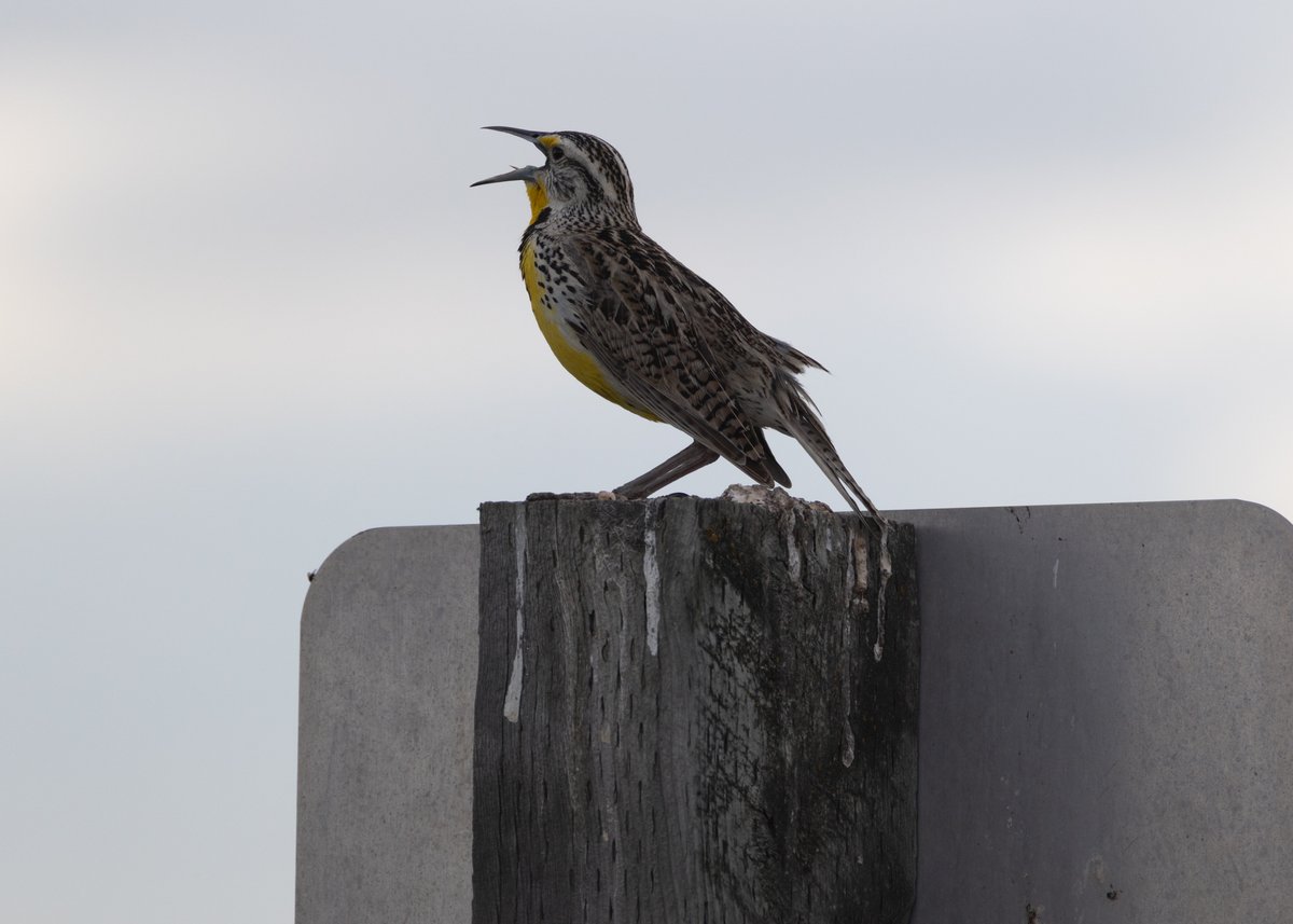 DanJohnsonAB's tweet photo. A few things I saw yesterday, on my way to Alberta Conservation Association Silver Sage, after @uLethbridge Convocation. A Boreal Chorus Frog; the previous large pond is dry now. A lone Swainson's Hawk on the Red Coat Trail. Pronghorn. Western Meadowlarks, Cowbirds, Lark Bunting. https://t.co/YK2D7sofje