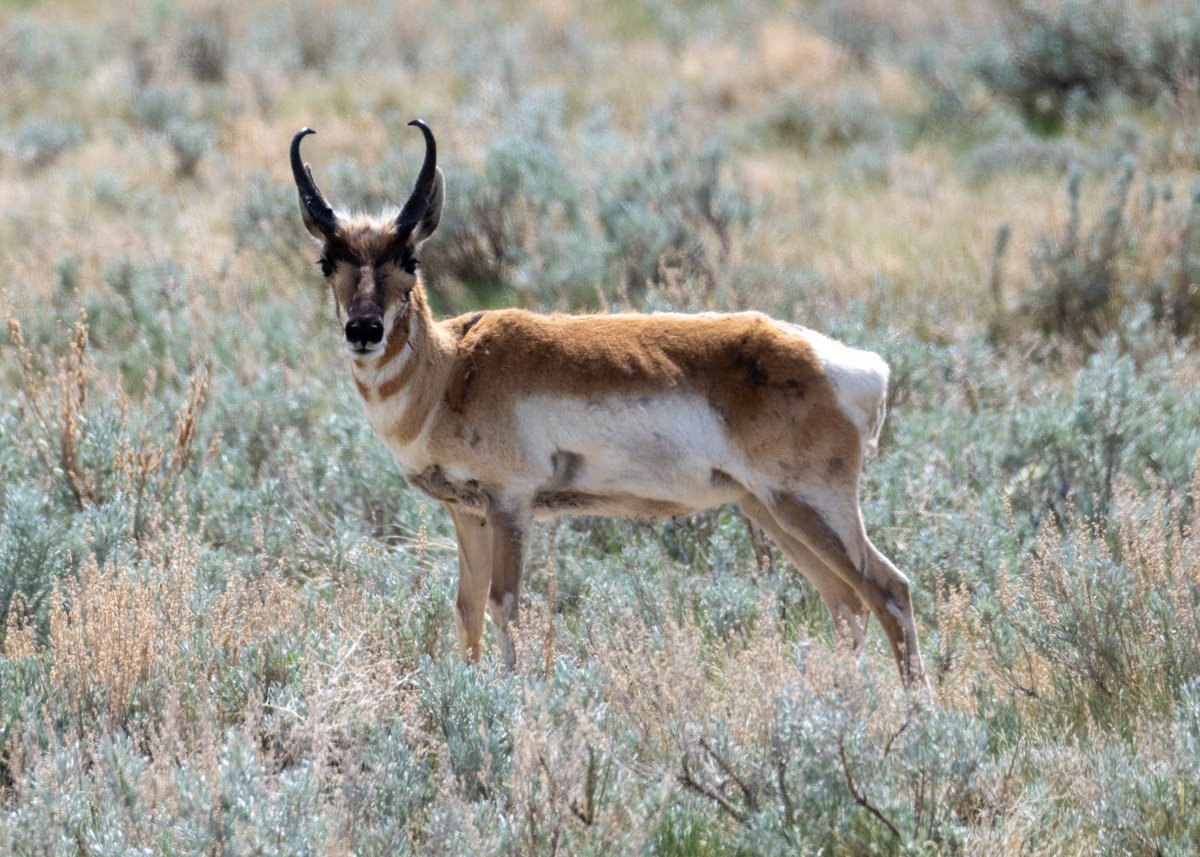 DanJohnsonAB's tweet photo. A few things I saw yesterday, on my way to Alberta Conservation Association Silver Sage, after @uLethbridge Convocation. A Boreal Chorus Frog; the previous large pond is dry now. A lone Swainson's Hawk on the Red Coat Trail. Pronghorn. Western Meadowlarks, Cowbirds, Lark Bunting. https://t.co/YK2D7sofje
