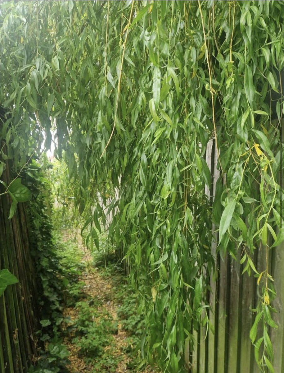 Gethens's tweet photo. Family, Community, and Country are the three values we stand for at Reform UK.

Today in Smith’s Wood, we helped clear access to a resident’s home so her disabled sister can visit safely in her wheelchair.

We’re always happy to help our residents and will continue doing whatever we can to support our community.

#SmithsWood #ReformUK #Community