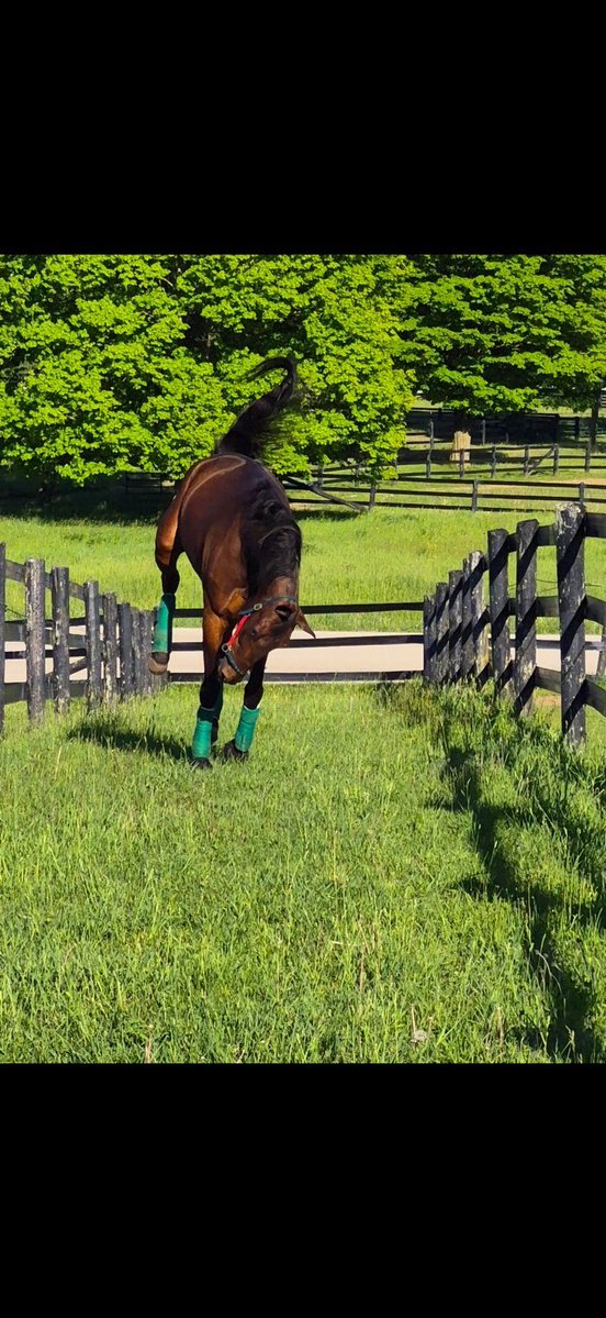StrattonStable's tweet photo. 10 racing today. Good luck Chase H on the other side of the boarder in the Camluck Classic tonight 🇨🇦 https://t.co/OyCIK54y5j