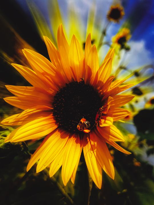 TheReneeKeel's tweet photo. Art of the Day! "Sunflower, Bee &amp; Bug". Buy at: https://t.co/ngobwkJ7A5 https://t.co/8u1vaVflVn
