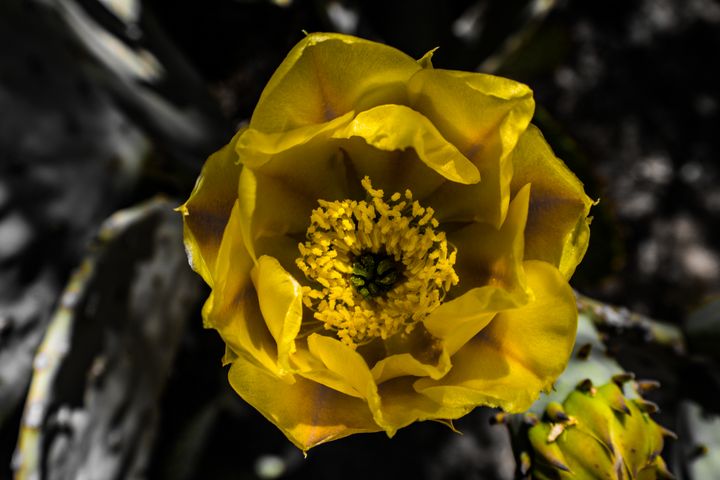 AbstractAvenue's tweet photo. Art of the Day! "Cactus Flower". Buy at: https://t.co/lep8ravwkZ https://t.co/X2XMEl5VrK