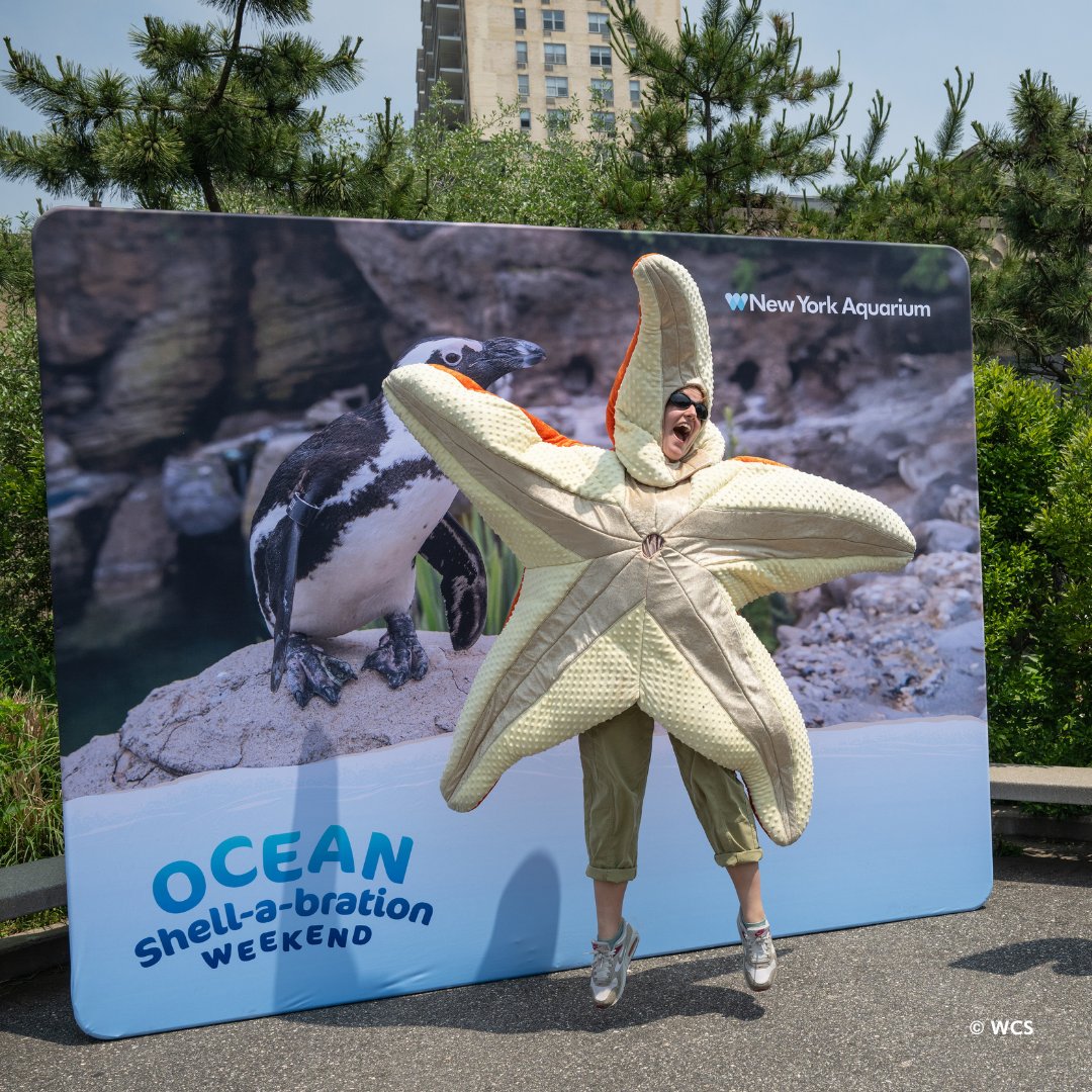 nyaquarium's tweet photo. Ocean Shell-a-Bration returns to the New York Aquarium next weekend June 6-7! Drop a 🐚in the comments if you’re excited! (1/2) https://t.co/I3tVFpe4L1
