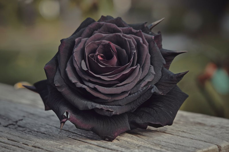 UmaAssassin's tweet photo. [black!] https://t.co/al92iF6ugI