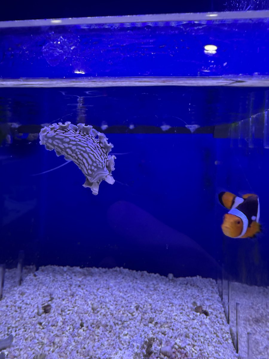 Clippy__ETH's tweet photo. Went to the fish store today 

Saw Garry the slug and a clownfish. https://t.co/ZPgcYJo3hI