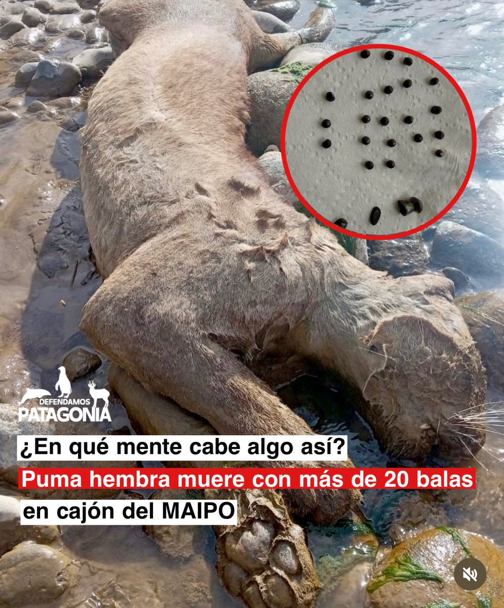 DefendamsChiloe's tweet photo. Este fin de semana lanzaron alerta-el aviso de una puma muerta en el río, cerca de San José de Maipo. 

Advertencia:
imágenes sensibles
Este fin de semana lanzaron aleta -el aviso de una puma muerta en el río, cerca de San José de Maipo. 

El equipo de Refugio animal cascada fue a buscar su cuerpo para evaluar lo ocurrido y, durante la necropsia, encontraron decenas de postones y perdigones alojados en su cuerpo.

❌La causa de muerte fue clara: esta puma fue baleada.

Casos como este siguen ocurriendo. El conflicto entre depredadores y personas aún existe, y todavía hay quienes matan fauna nativa protegida.

En este caso encontraron su cuerpo.
Pero es imposible saber cuántos animales son heridos o asesinados sin que nadie los vea, lejos de los caminos, en quebradas, ríos o cerros.

La fauna nativa de Chile vive bajo amenaza constante. 
Necesitamos avanzar con urgencia en educación, coexistencia y respeto por la vida silvestre. 

También necesitamos mejorar las leyes de protección de fauna, fortalecer las sanciones у reforzar la fiscalización.

El puma es una especie nativa, protegida y fundamental para el equilibrio de nuestros ecosistemas.

Hoy compartimos esta historia con tristeza, pero también con la convicción de que visibilizar estos casos es necesario.

• Por ella, y por todos los animales que nunca alcanzamos a encontrar...
#wildliferescue #faunanativa
#wildliferehabilitation #puma

Publicación con info y fotos de @refugioanimalcascada