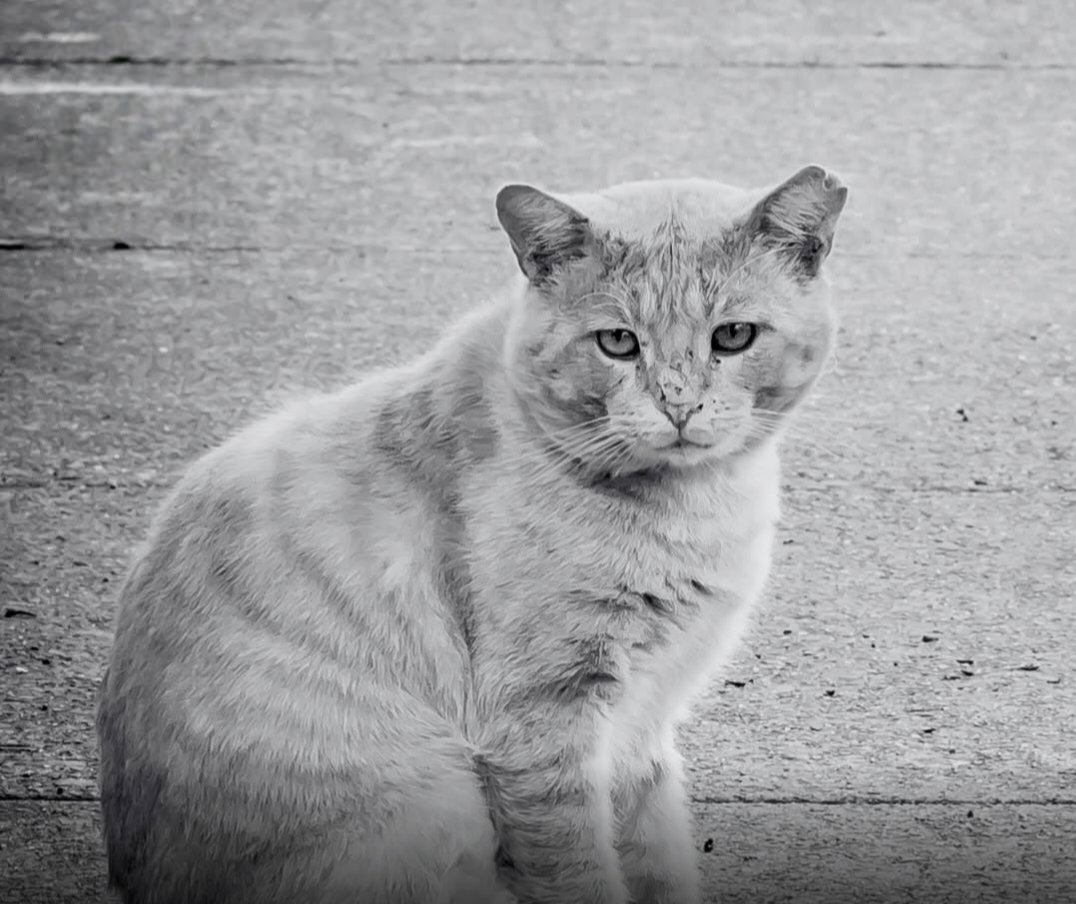 catsareblessing's tweet photo. WOULD YOU SUPPORT A LIFETIME BAN ON ANIMAL OWNERSHIP FOR CONVICTED ANIMAL ABUSERS? https://t.co/Bxcw713teA