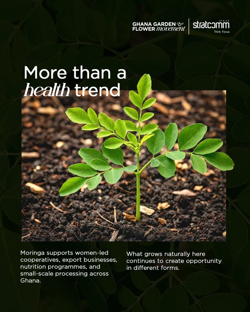 ggfmovement's tweet photo. Moringa has become one of the most widely discussed plants in health and wellness circles, but its value stretches far beyond trends.

It continues to create opportunities across different parts of Ghana’s green economy, from nutrition to export.

#GGFM #GreenMeansBusiness https://t.co/9xCUaqti4E