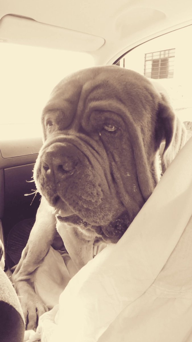 Brizwat's tweet photo. Mi Ares!! Aun recuerdo cuando me lo lleve a san luis, a escondidas en el camión en mi bolsa de mano😂🤣
✨️✨️  se extraña al panzon !  😔 https://t.co/9IJ2HZRIVS