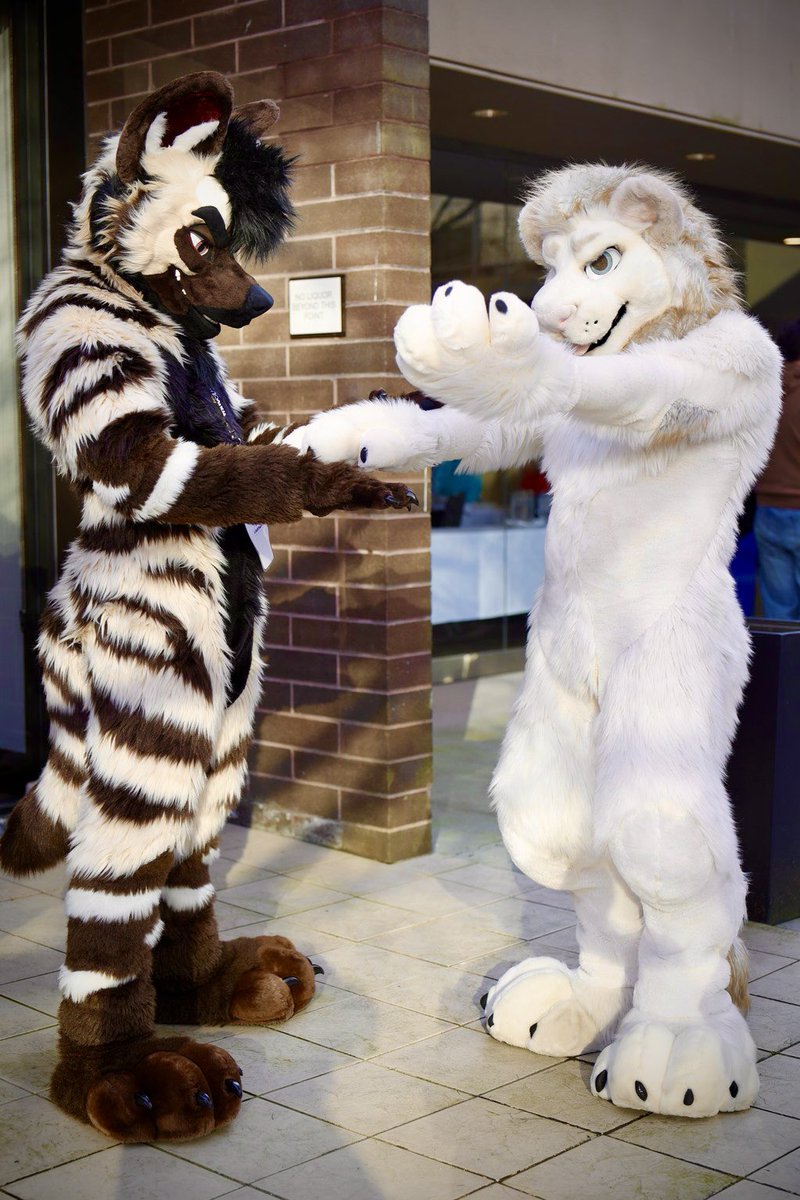 RialtoLion's tweet photo. This yeen helping me count my stripes… I think the printer ran out of ink 😅

w/ @HyenaDamon 
📸: @fur_pando
#FursuitFriday https://t.co/qfe1PBimmy