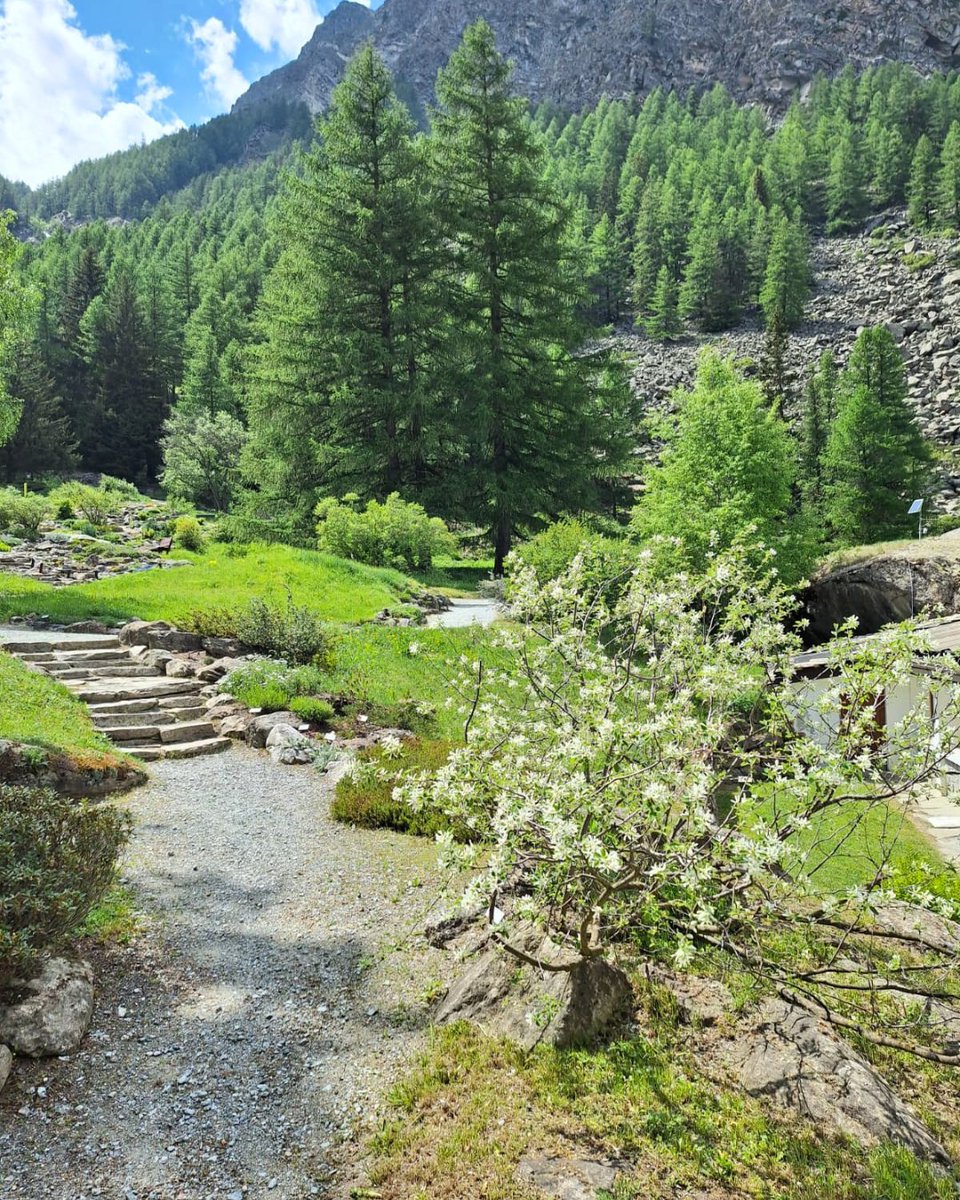 FGrandParadis's tweet photo. 🌷 Domani, 30 maggio, riapre il Giardino Botanico Alpino Paradisia.

👉 Info e prenotazioni: https://t.co/8q0O7lsos3

@ComuneCogne @VisitCogne @PNGranParadiso https://t.co/xPHT2iTqE3
