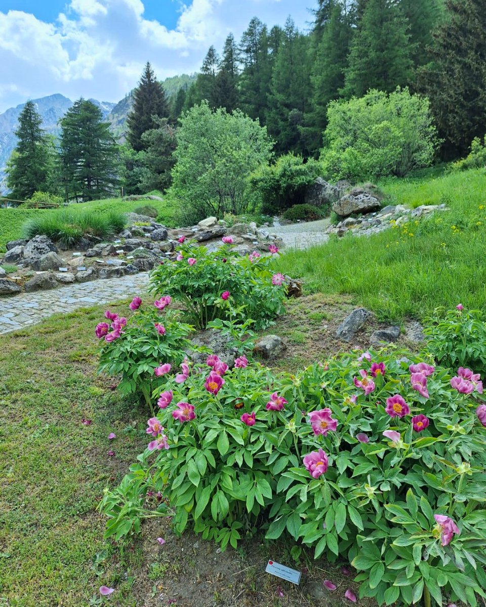 FGrandParadis's tweet photo. 🌷 Domani, 30 maggio, riapre il Giardino Botanico Alpino Paradisia.

👉 Info e prenotazioni: https://t.co/8q0O7lsos3

@ComuneCogne @VisitCogne @PNGranParadiso https://t.co/xPHT2iTqE3