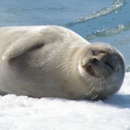 sealjin bot tweet media