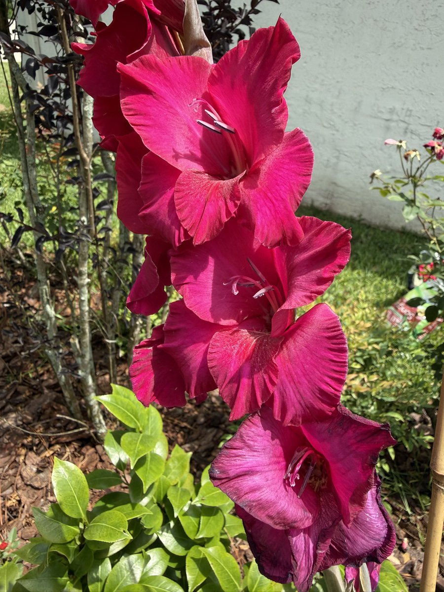 WWJD50's tweet photo. Happy Flower Friday! 🩷 https://t.co/jDrvrbccbQ
