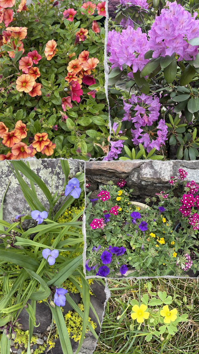 another_anz's tweet photo. Most of the flowers I saw on Wednesday’s walk 💐🪻🌼  (plus those cute mossy stairs) https://t.co/0T5zW5C8oc