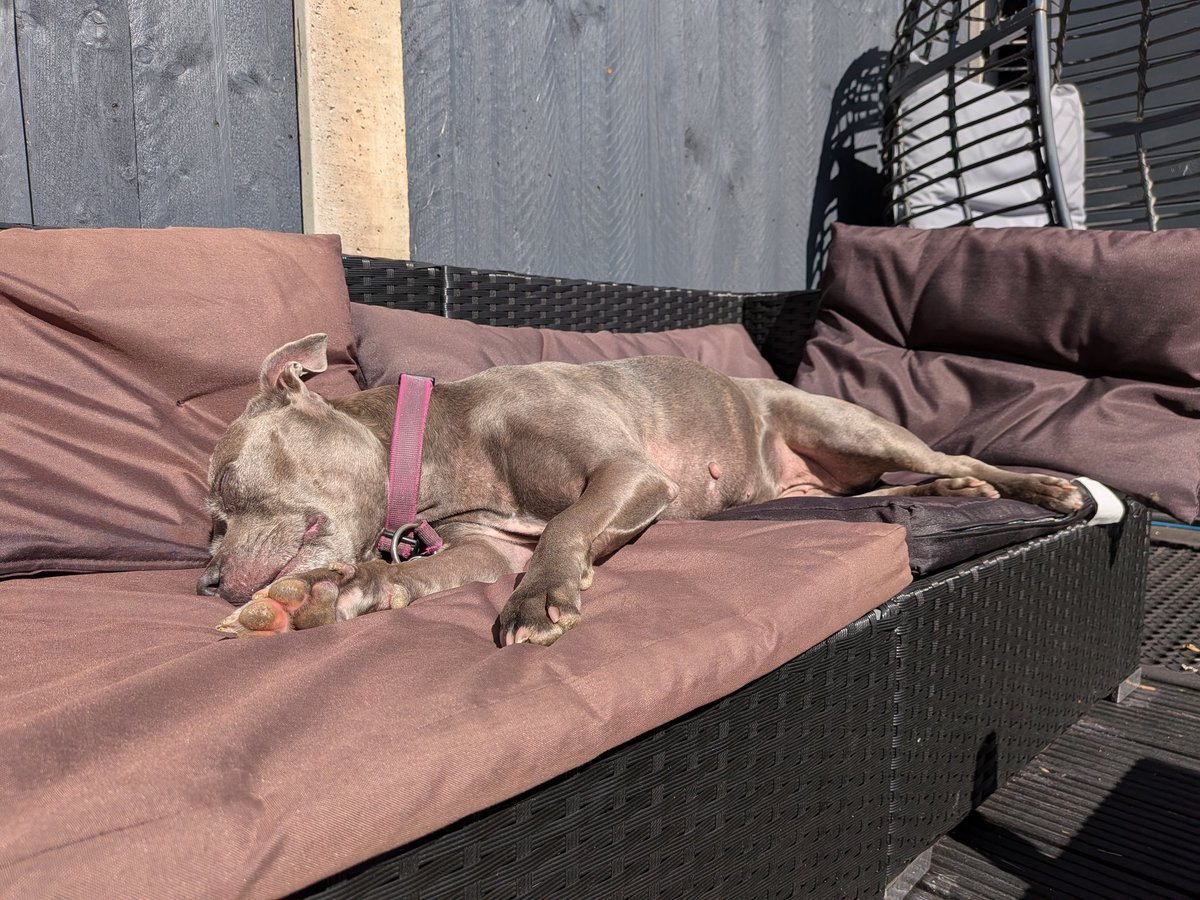 LMilly70's tweet photo. Sunbathing ☀️ https://t.co/jdRSTrrMjq