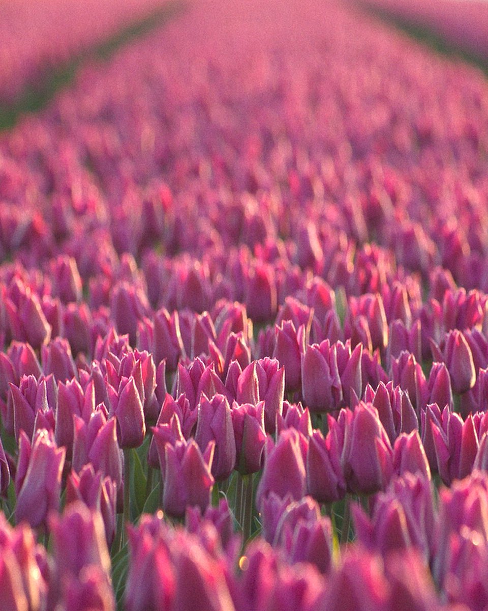 wickedmovie's tweet photo. Wake up and smell the flowers, Ozians 🌼 https://t.co/AdoT0KNXuN