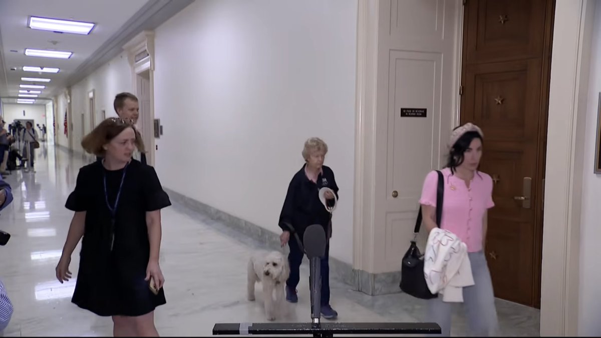 howmuchismuch's tweet photo. couldn’t stop watching the woman who brought her dog to the capitol on the day of a major epstein hearing https://t.co/SfnkcZd1II