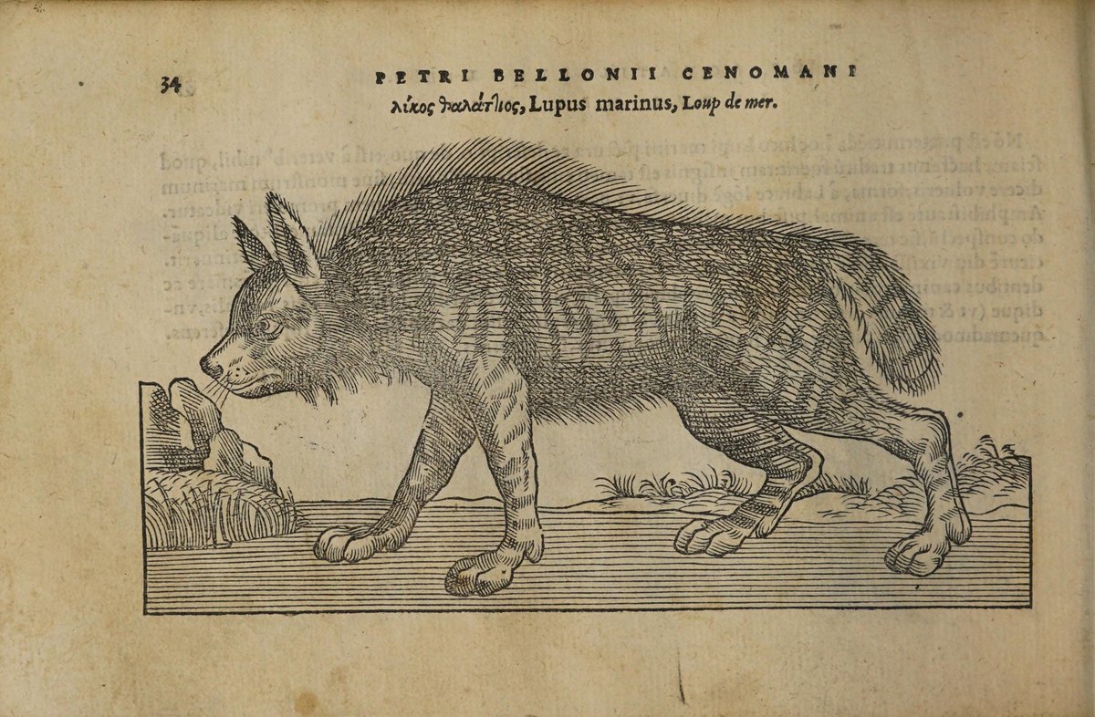 ALSmithey's tweet photo. Behold: 
The Fabulous Horse of Neptune!
The Sea Monk!
The Sea Toad!
The Sea Wolf!

—Belon, Pierre. On Aquatic Life: Book Two, 1553. https://t.co/o9u9NgOM8B