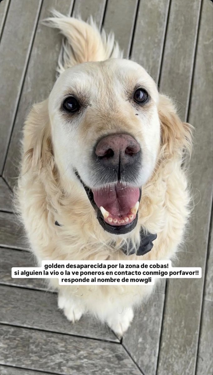 AlbertoAr8's tweet photo. 🚨 GOLDEN DESAPARECIDA 🚨

Se perdió por la zona de Cobas.
Responde al nombre de Mowgli 🐶

Si alguien la ha visto o tiene cualquier información, por favor contactad conmigo. Compartir ayuda muchísimo ❤️🙏

#Cobas #Ferrol #PerroPerdido #GoldenRetriever #Mowgli https://t.co/mzasQdhCXH