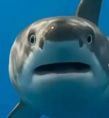 tigertwting's tweet photo. @whaleincrisis1 https://t.co/q3bEGB7TPy