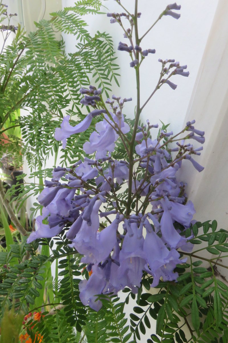 bardofely's tweet photo. I'd like to share some flowers for the weekend! I have a #Jacaranda on my balcony in #Portugal and it is in bloom now. I rescued the little tree some years ago and am growing it in a large pot. Please share your #FlowersForTheWeekend! https://t.co/AVCZsLeH8Z