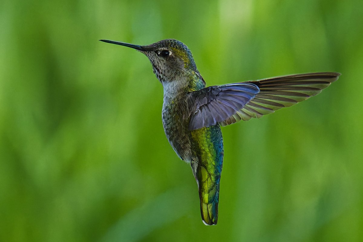 RealMarkJohnsen's tweet photo. Photo of the day from the Traylor Ranch Bird Sanctuary and Nature Reserve.

An Anna’s Hummingbird briefly pausing to reconsider the flight plan. https://t.co/ISsVSNKRhU