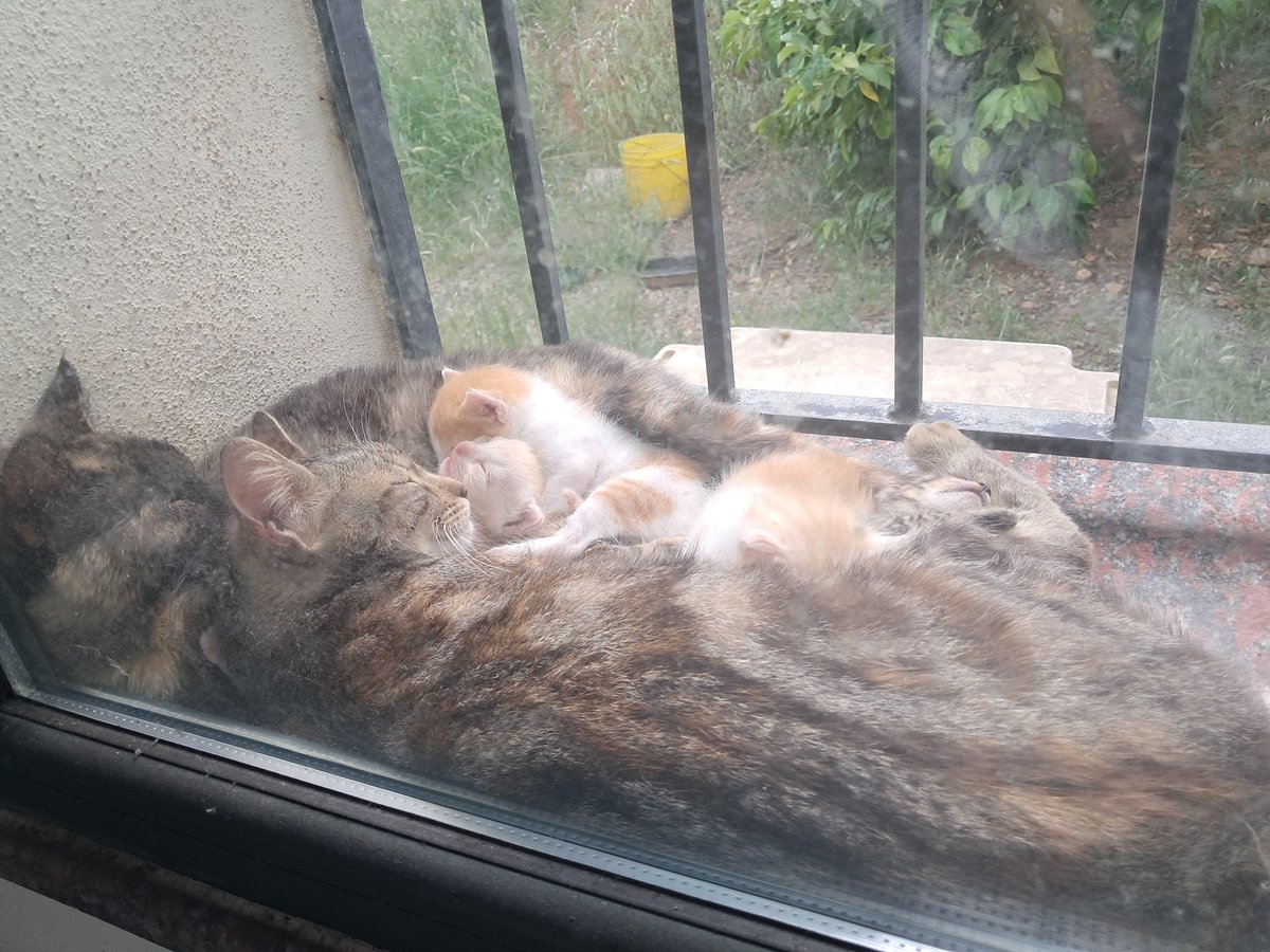 greatnanni's tweet photo. Nella mia finestra c'è una famiglia allargata ..due gatte mamme e quattro mici ..pazienza..meglio di un insediamento abusivo di zanzare 🤣🤣🤣 https://t.co/sFYlS4NYkh