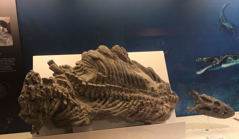 Carlosdino88's tweet photo. This specimen belongs to the paratype of Paludidraco (a partial skull and jaw briefly described back in 2018), and it's the one you can see at the Museo de Paleontología de Castilla-La Mancha (Cuenca). Congratulations to the almost-Dr @PaleoAlber for this amazing job! https://t.co/q20u4Hzbcg