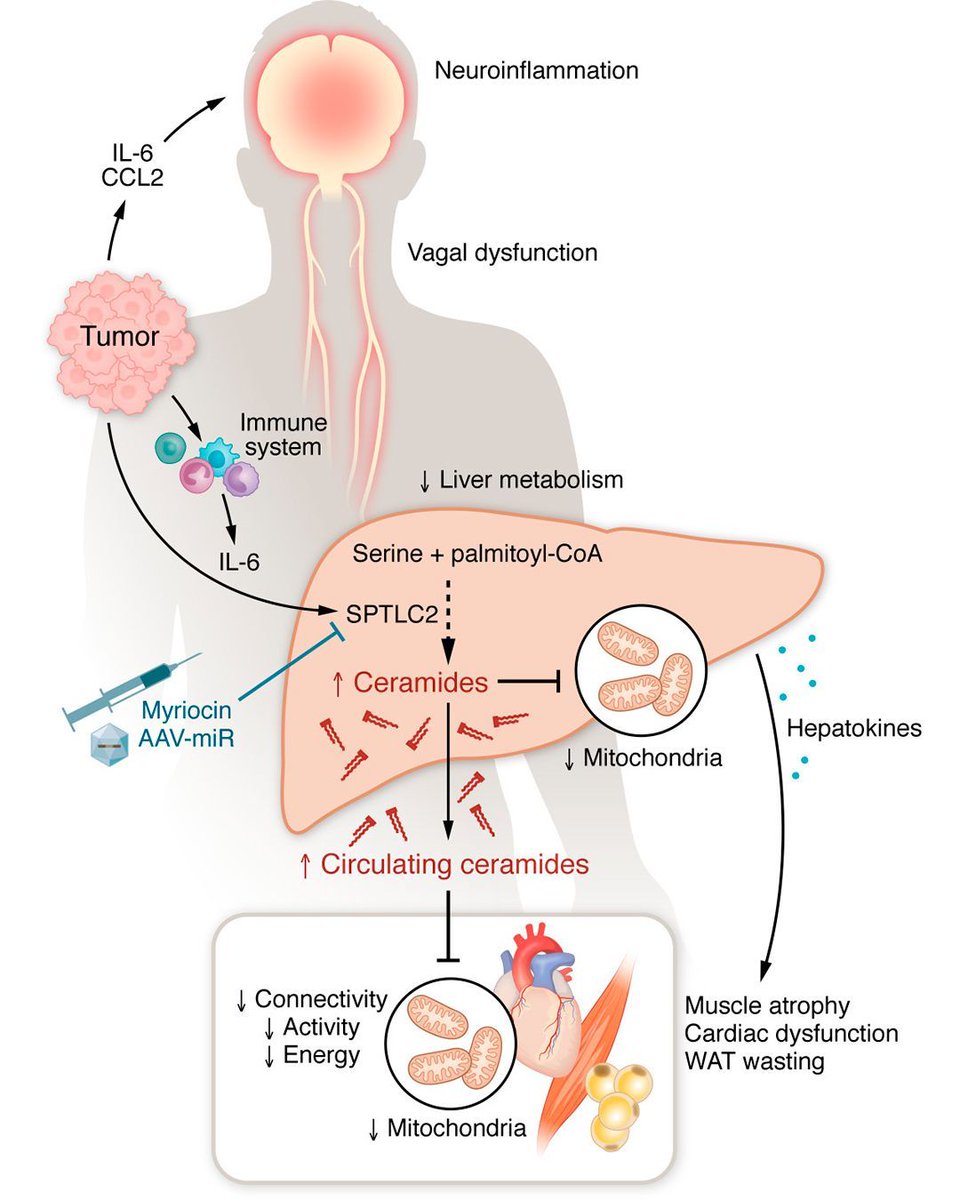 the_asci's tweet photo. Liver-derived ceramides link metabolism to tissue wasting in cancer cachexia: https://t.co/NWOszrZM3c

ASCI member Norbert Perrimon, Kerui Huang @perrimonlab, Marcus D. Goncalves @marcusdgon @nyugrossman provide a Commentary on Morigny et al.: https://t.co/eEatY5M7AZ
@MorignyPauline @RohmMaria 
#Cachexia #Metabolism #Ceramide
