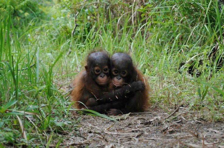 Apetimus Primate tweet media