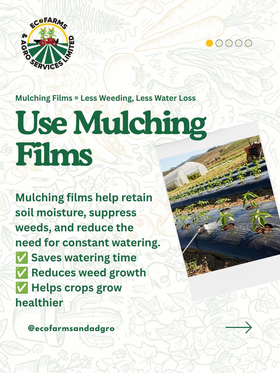 Ecofarmsandagro's tweet photo. Farming harder isn't a strategy. Farming smarter is. 🧵

The biggest trap in agriculture is letting manual labor drain your time and erode your profit margins. 

Sustainable farming isn’t just good for the planet—it's designed to optimize your operations.

Here are 5 labour-saving sustainable hacks every busy farmer needs to deploy:

1️⃣ Mulching Films: Stop fighting weeds daily. Suppress weed growth and lock in moisture automatically. 
2️⃣ Drip Irrigation: Move away from manual watering. Deliver hydration directly to the roots efficiently. 
3️⃣ Compost Over Chemicals: Build resilient soil that cuts long-term input costs instead of chasing temporary chemical spikes.
 
Swipe through the blueprint below. 📉➡️📈

#Agritech #SustainableAg #SmartFarming #Agribusiness #FarmingHacks