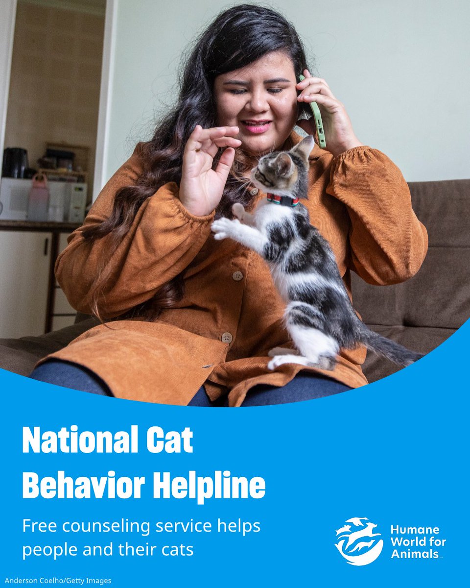 Humane_Pro's tweet photo. Who are you going to call? 📲 Well, the National Cat Behavior Helpline, of course! In our latest Q&A, learn how this free counseling service helps adopters, foster volunteers and others resolve cat behavior issues, keeping cats in homes and saving your team valuable time. 🐾 Pounce over to learn more at: https://t.co/PAF680pUk7