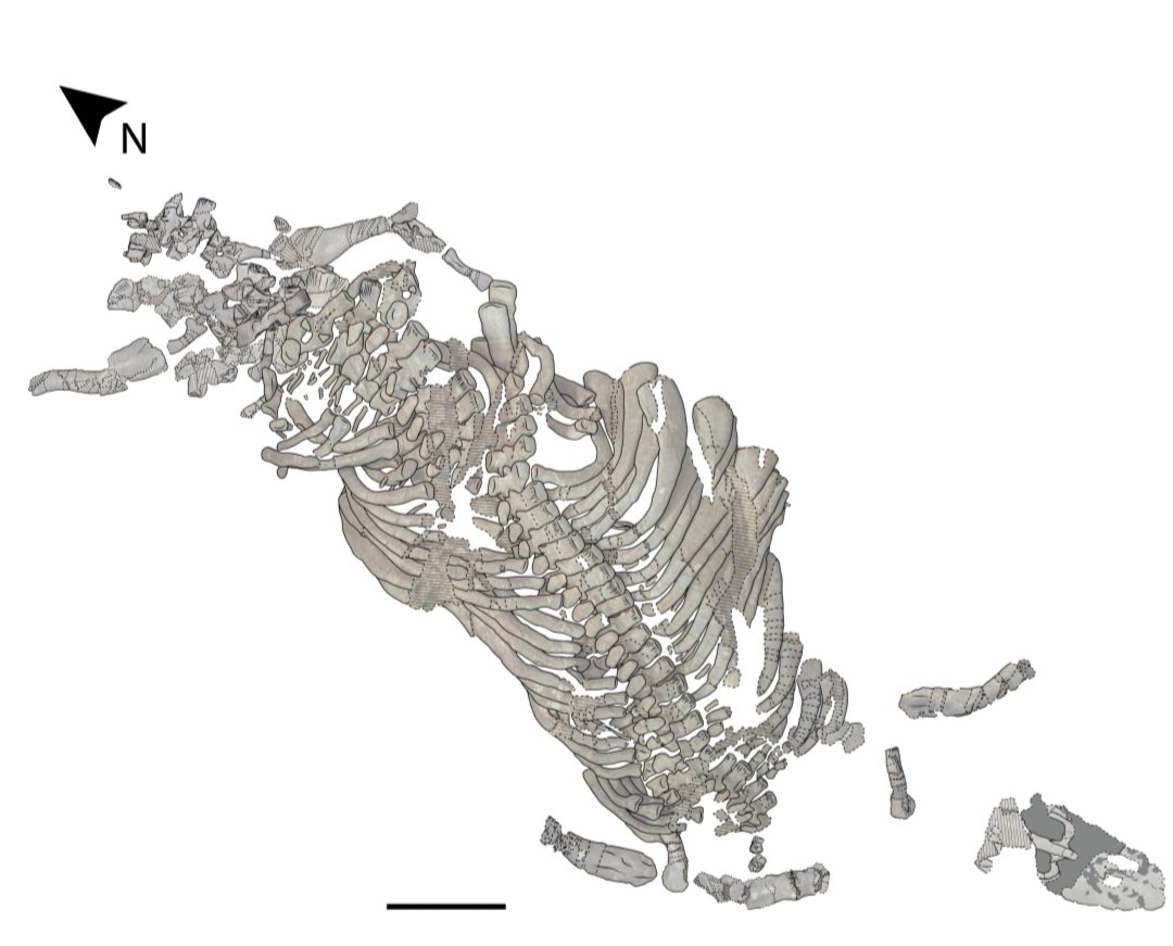 Carlosdino88's tweet photo. We have a new paper on the postcranial skeleton of Paludidraco multidentatus! It is bigger, longer and more robust than the holotype! https://t.co/AfOJqnvWiX https://t.co/kO4sjhJomv
