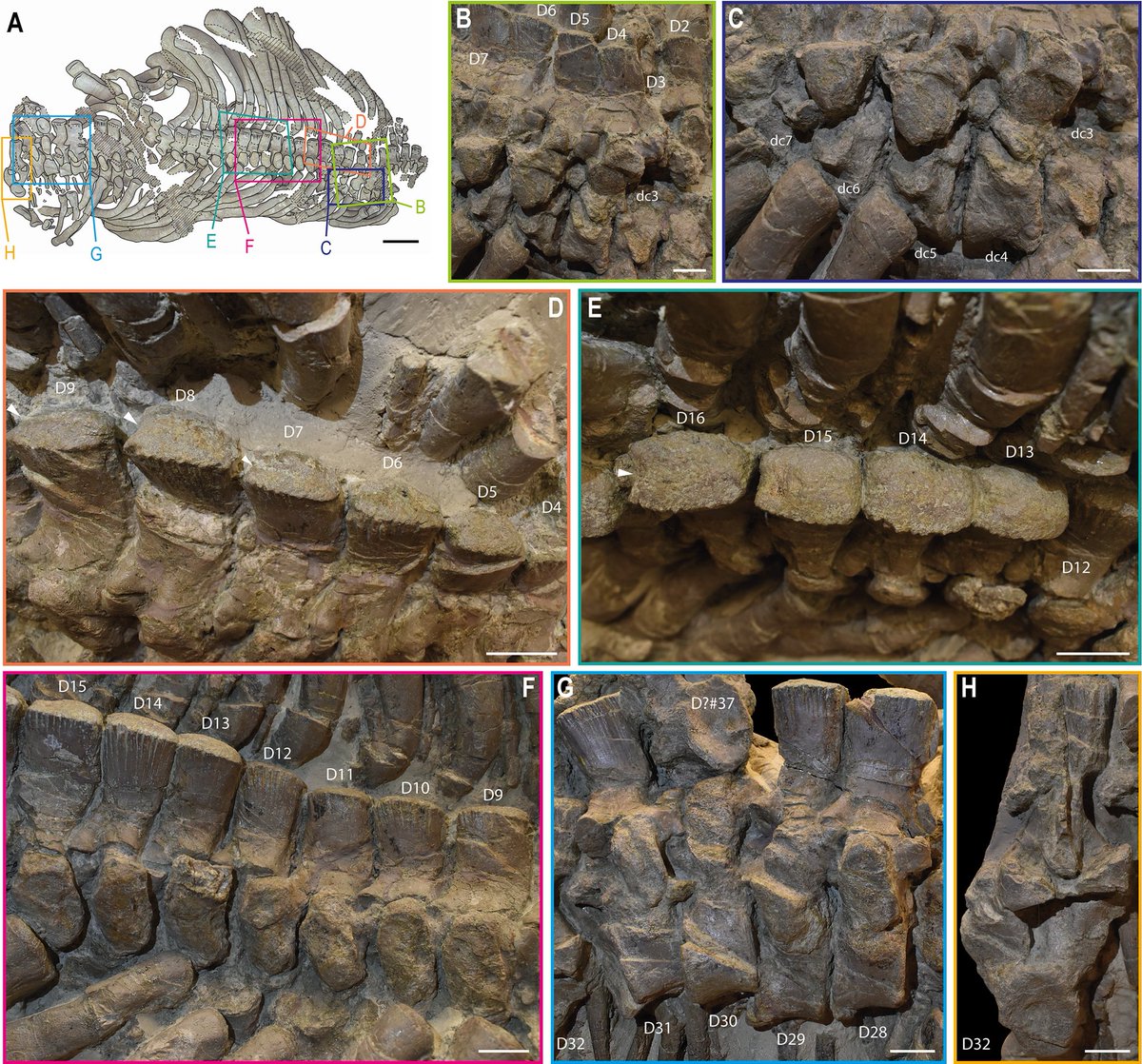 Carlosdino88's tweet photo. Look at those ribs! Look at those massive neural spines!! It is about 22% more robust than the holotype. https://t.co/mFY8nAuQ9d