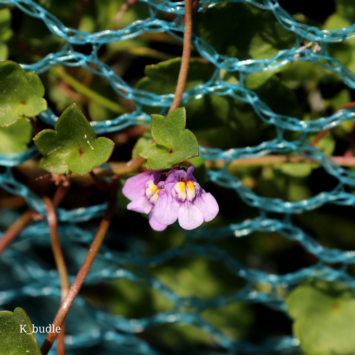 Kingbudle's tweet photo. 덩굴해란초(현삼과) : Ivy-Leaved Toadflax
꽃말 : 생명력, 희망, 머나먼 꿈
#덩굴해란초 #ツタバウンラン #IvyLeavedToadflax #Cymbalaria #muralis https://t.co/y29B24Rreh