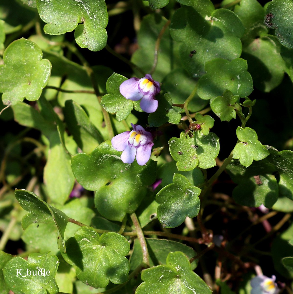 Kingbudle's tweet photo. 덩굴해란초(현삼과) : Ivy-Leaved Toadflax
꽃말 : 생명력, 희망, 머나먼 꿈
#덩굴해란초 #ツタバウンラン #IvyLeavedToadflax #Cymbalaria #muralis https://t.co/y29B24Rreh