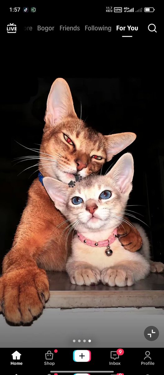 bbublebeez's tweet photo. sylus and mc, if they're a kitten https://t.co/MAmqiNPQlh