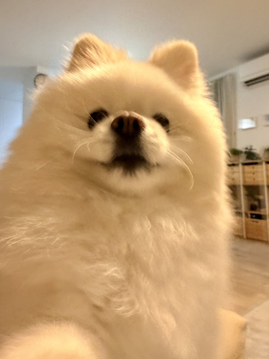 InosukeWorkout's tweet photo. シーズン2
90日目
体重4.4kgと66.2kg
立��コロ100回 https://t.co/X1HnO1lujt