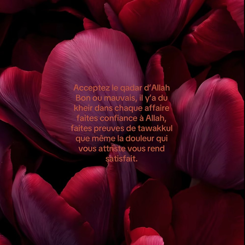 🌒 أنجلينا♟️ tweet media