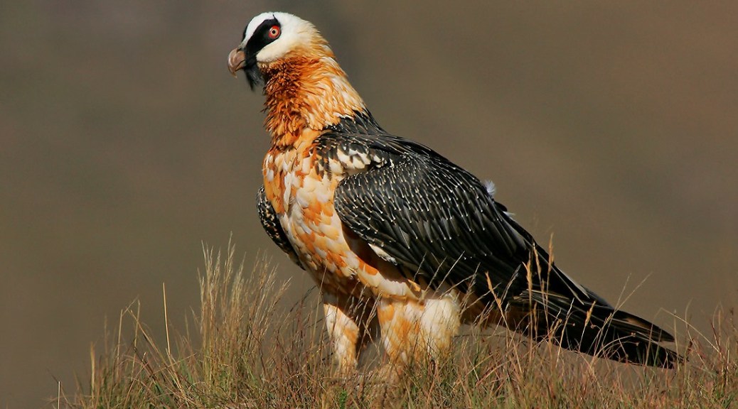 wildlifeact's tweet photo. The Bearded Vulture and Cape Vulture are critically important to the ecosystem. Join the Southern Drakensberg Conservation Project and be part of focused conservation that works towards ensuring their future. 

Learn more: https://t.co/4ptJNVYyU3

📸: Chris van Rooyen https://t.co/kUUTd4yOur