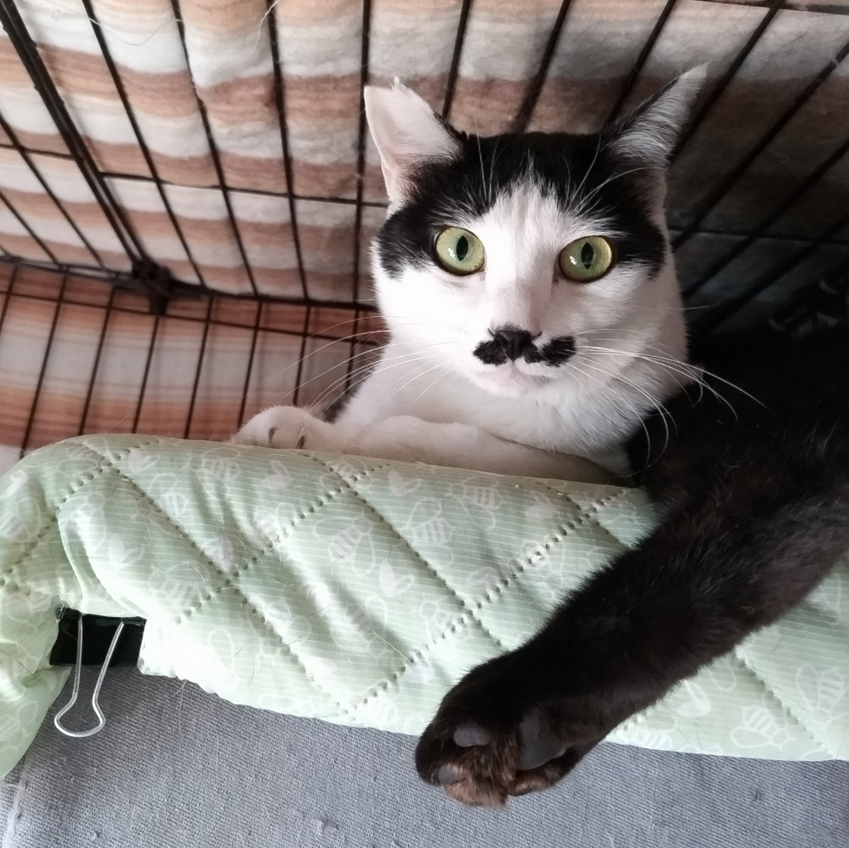 保護猫ルームえびす(大阪府里親募集中) tweet media
