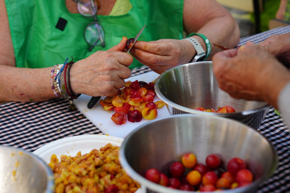 Girona_Cat's tweet photo. 🫙🍑 Girona organitza una espigolada a Montjuïc per transformar les prunes de l’arbrat urbà en melmelada.

🥣 S'ha fet un taller gratuït per donar sortida a un aliment que es faria malbé innecessàriament. 

♻️ També es busca conscienciar sobre el malbaratament alimentari i com evitar-lo.

https://t.co/Ks5RVbCBDW