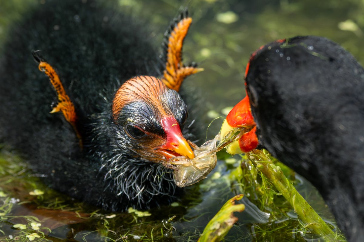 Balail Feeding the baby Gallinule... #photography #naturephotography # ...