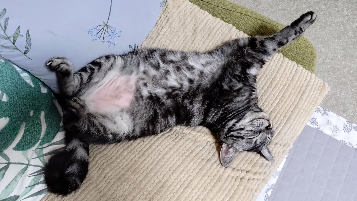 km_jetta's tweet photo. 隣家の猫さんを我が家でお預かりして1週間が過ぎました。今日は飼い主さんが様子を見に来てくれました。玄関まで一目散に行き10分くらい飼い主さんにスリスリしたら，悟ったかの様に我が家の奥の方に行きました。 https://t.co/EKqOSipKZd