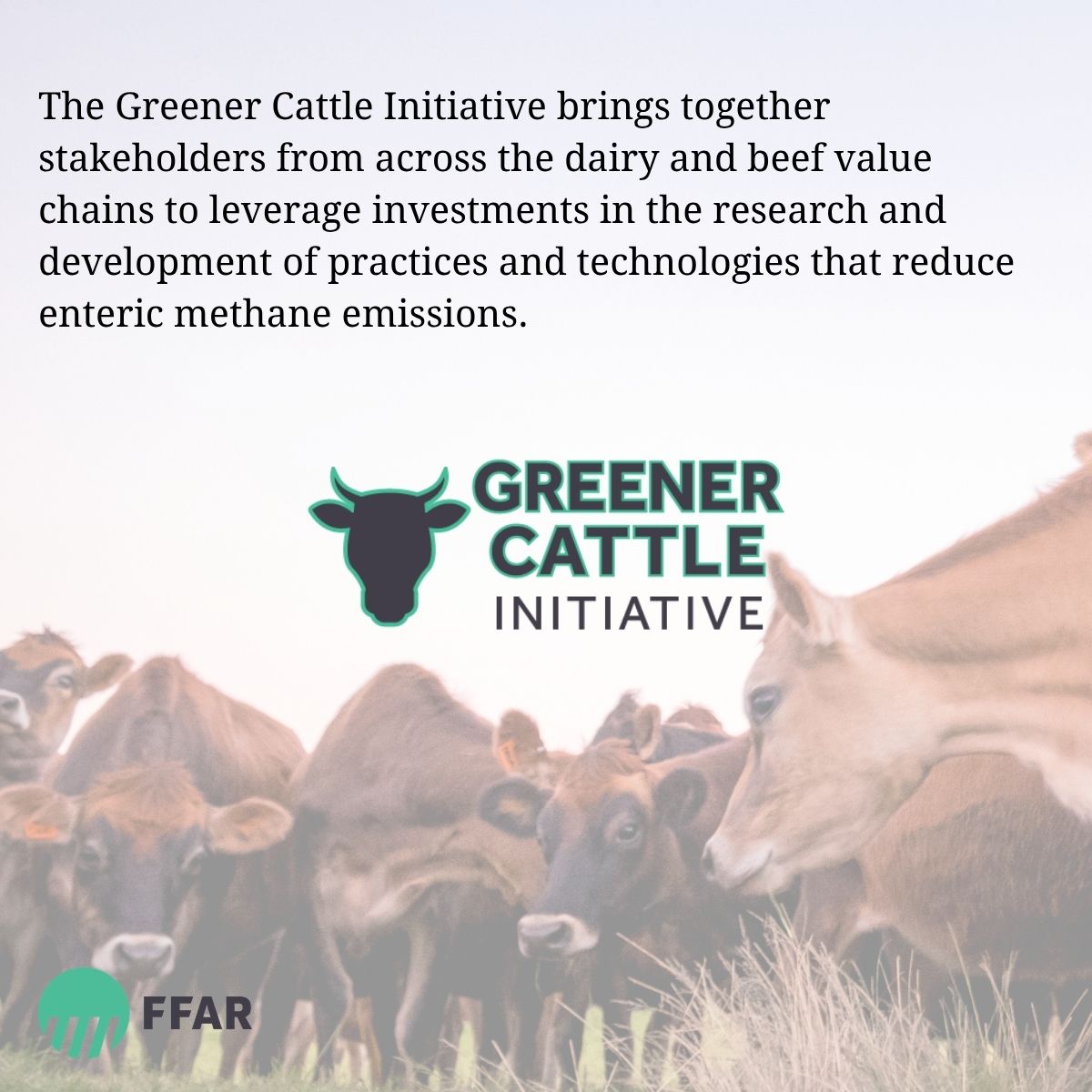 FoundationFAR's tweet photo. The beef and dairy industries have committed to reducing methane emissions, but one of the biggest challenges remains enteric methane, produced naturally through cows’ digestive processes.

That’s where the Greener Cattle Initiative (GCI) comes in.

GCI is an industry collaborative funding bold, practical research to reduce enteric methane emissions through scalable, commercially feasible solutions.

To date, GCI has invested nearly $10 million in five projects to help producers access tools and strategies that work in the real world and support the beef and dairy industries’ sustainability goals. Learn about those projects here: https://t.co/lbxSFYXSiO.?utm_source=https%3A%2F%https://t.co/XMr4L1OTHl%2Fmascsr%2Fdefault%2Fmdf%2Frecruitment%2Frecruitment.html%3Fcid%3D374eecc6-917c-4454-a855-4ac38f406a05%26ccId%3D19000101_000001%26jobId%3D478406%26lang%3Den_US&utm_medium=social&utm_campaign&utm_content=ap_6ly1sybfbp

Now, the consortium is building on that momentum by inviting a select group of researchers to apply for GCI funding to advance the next generation of solutions to help reduce enteric methane emissions at scale.

GCI is unable to extend additional invitations for this funding round. However, there may be future opportunities for engagement.

Please subscribe to our news (linked below) so GCI and other FFAR funding opportunities are sent directly to your inbox in the future.