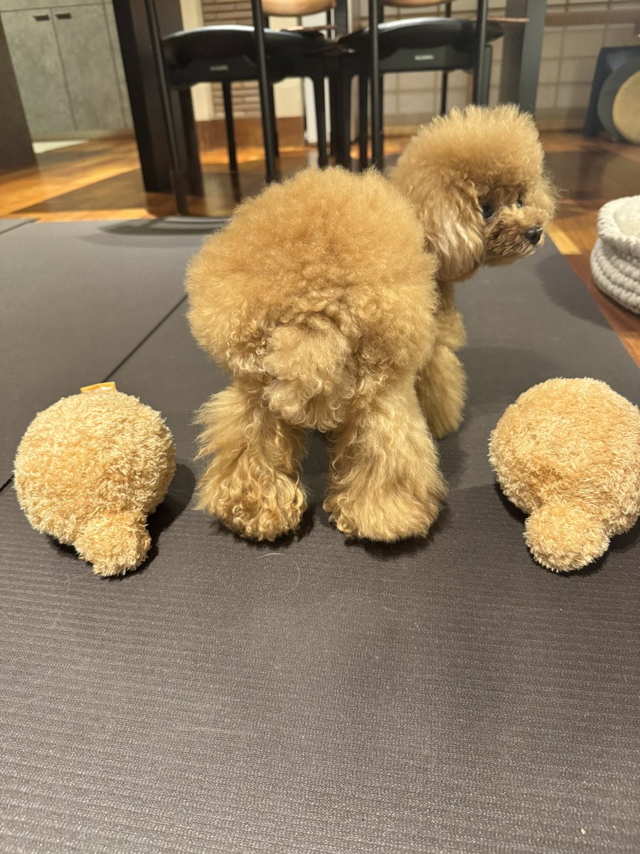 okorinbou0411's tweet photo. お尻が〜3つ https://t.co/QBYdzTZtIu