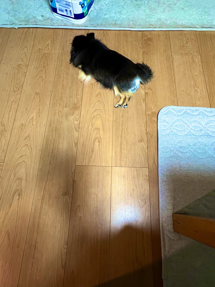 3988papa's tweet photo. ウチにも犬が落ちてる。 https://t.co/LiWwxJtAT5