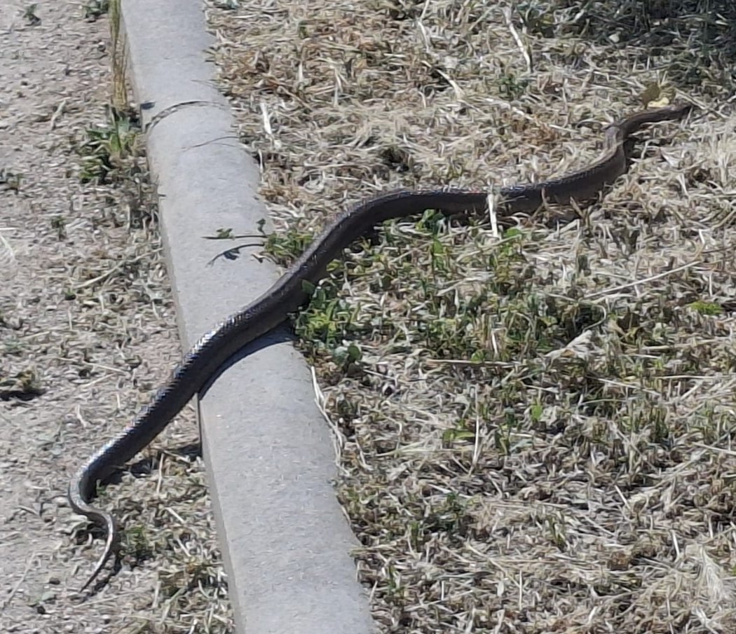 SLopezAntequera's tweet photo. Pasear por el PAU4 puede ser una experiencia de ciencias Naturales. La situación de este barrio colindante con el Parque Forestal de Nelsón Mandela permite que el trasiego de animales sea permanente. Hoy una culebra de escalera(especie protegida) de casi dos metros transitaba inofensiva por un parque del #PAU4 , #culebradeescalera.