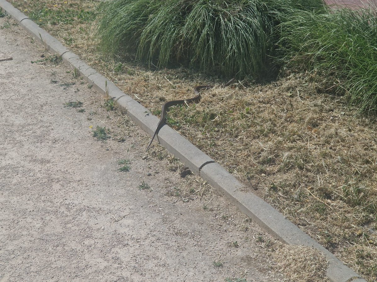 SLopezAntequera's tweet photo. Pasear por el PAU4 puede ser una experiencia de ciencias Naturales. La situación de este barrio colindante con el Parque Forestal de Nelsón Mandela permite que el trasiego de animales sea permanente. Hoy una culebra de escalera(especie protegida) de casi dos metros transitaba inofensiva por un parque del #PAU4 , #culebradeescalera.